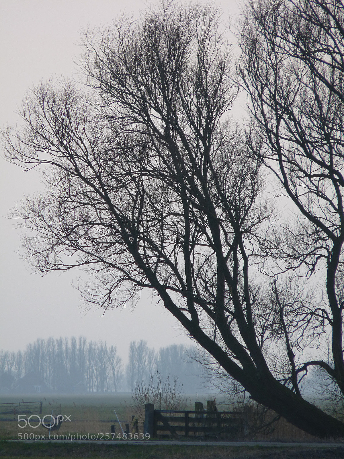 Panasonic Lumix DMC-FZ28 sample photo. Tree photography