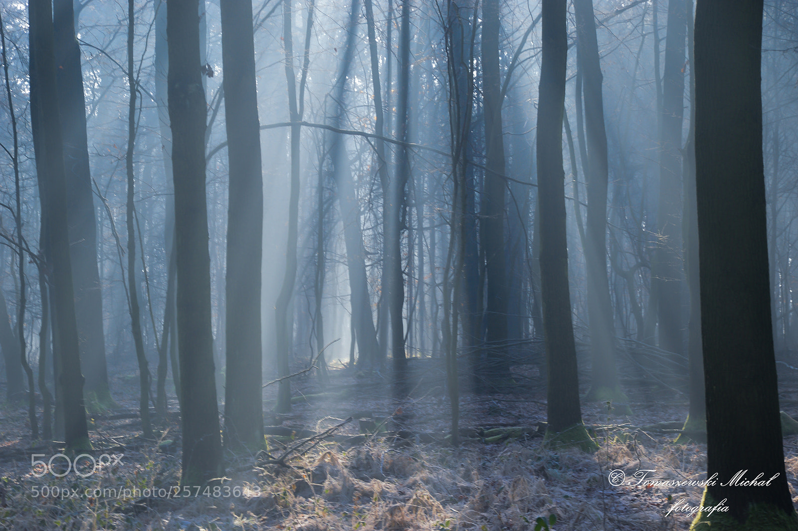 Nikon D3200 sample photo. Forest atmosphere photography