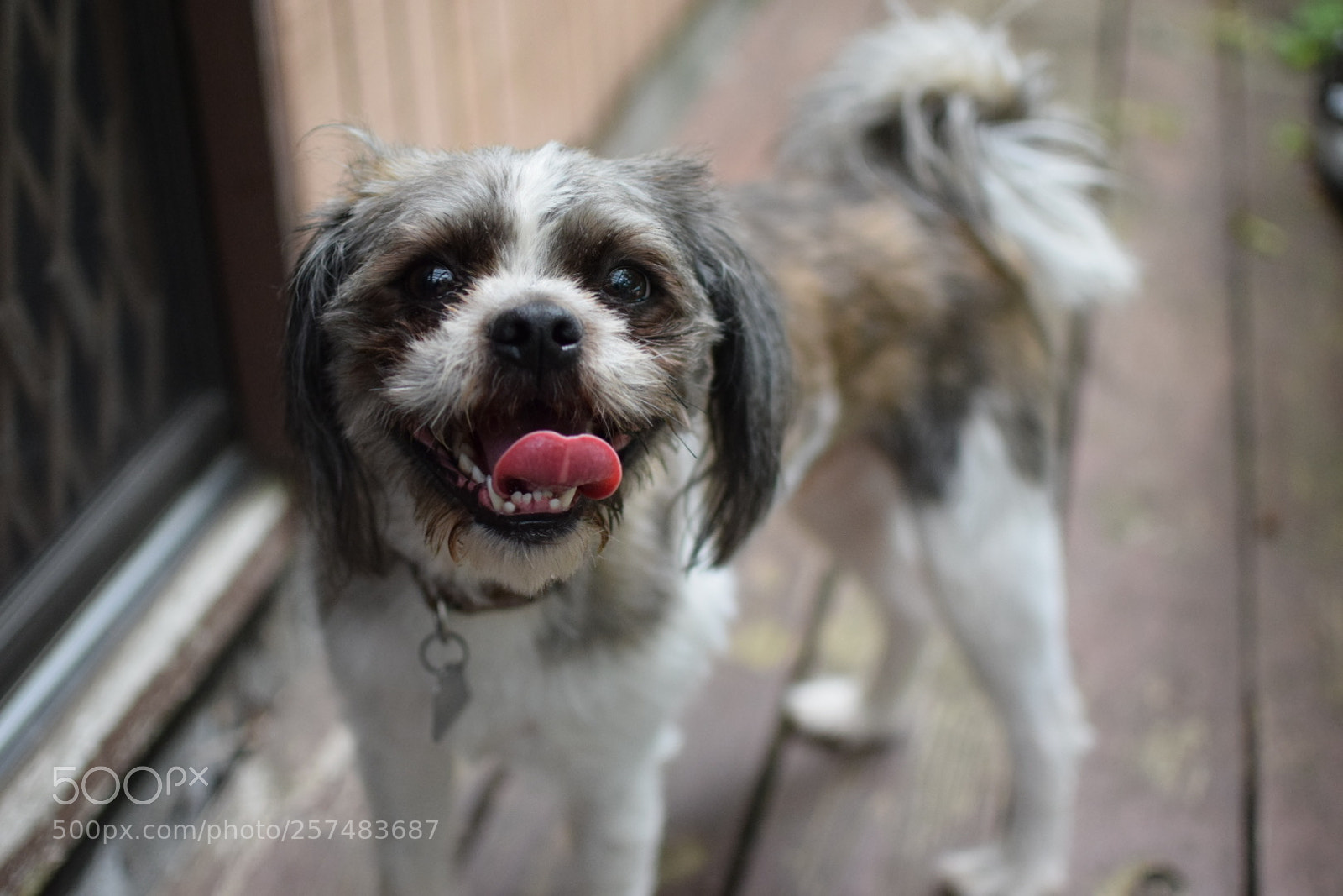 Nikon D3300 sample photo. Img photography