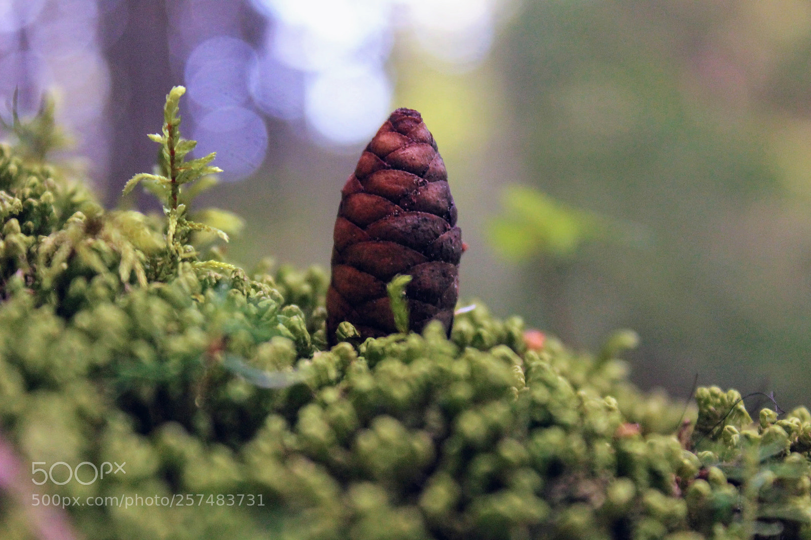 Canon EOS 1100D (EOS Rebel T3 / EOS Kiss X50) sample photo. Lil' cone photography