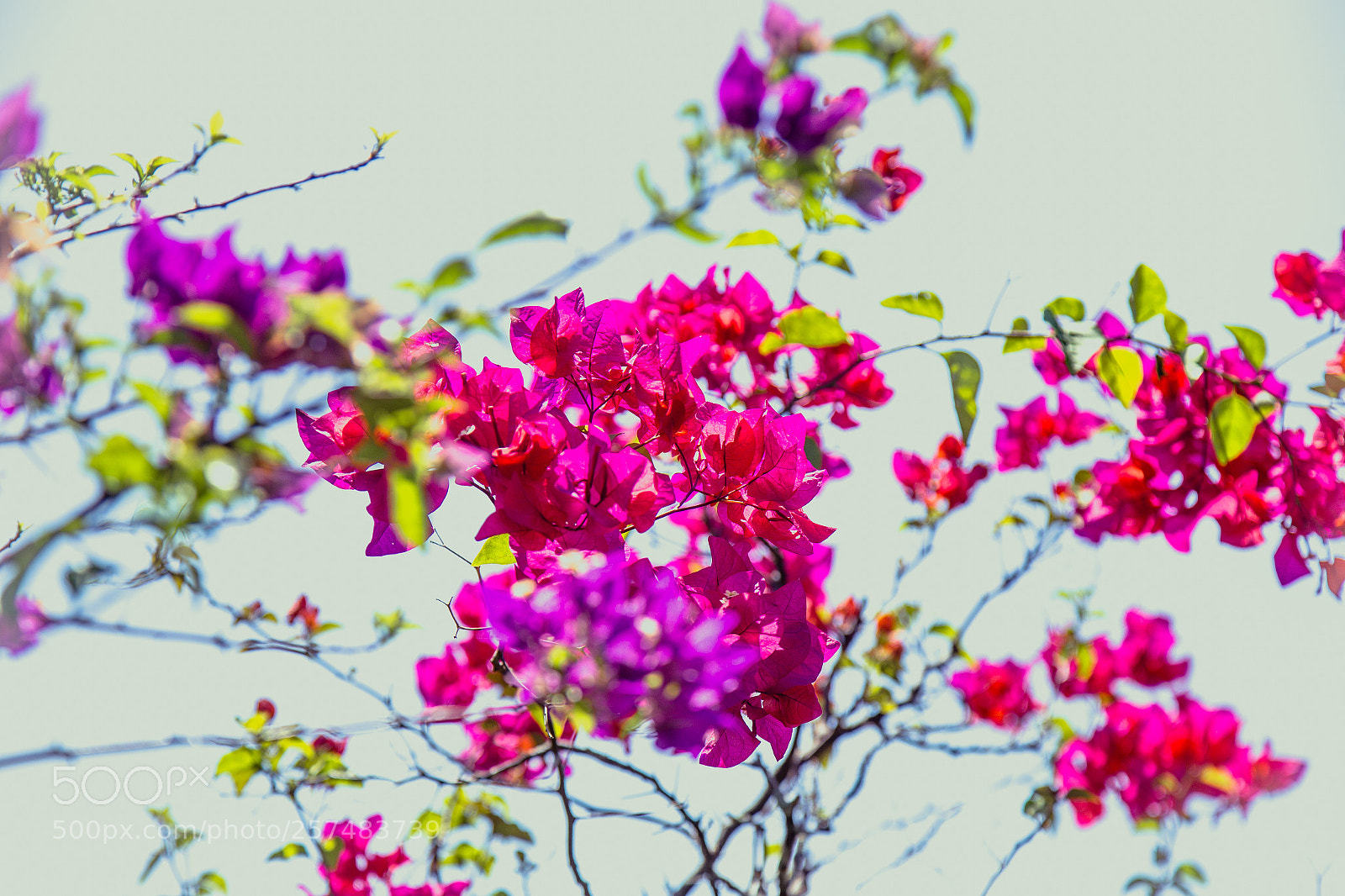 Canon EOS 6D sample photo. Balinese flowers photography