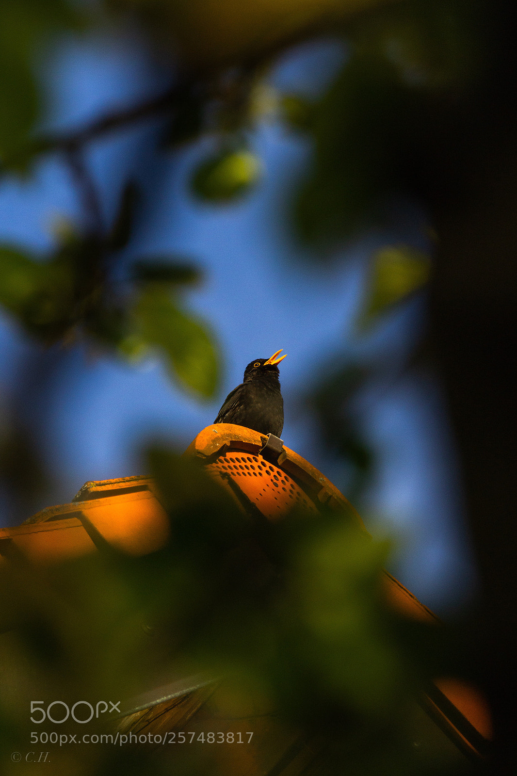 Canon EOS 1200D (EOS Rebel T5 / EOS Kiss X70 / EOS Hi) sample photo. Blackbird singing in the photography