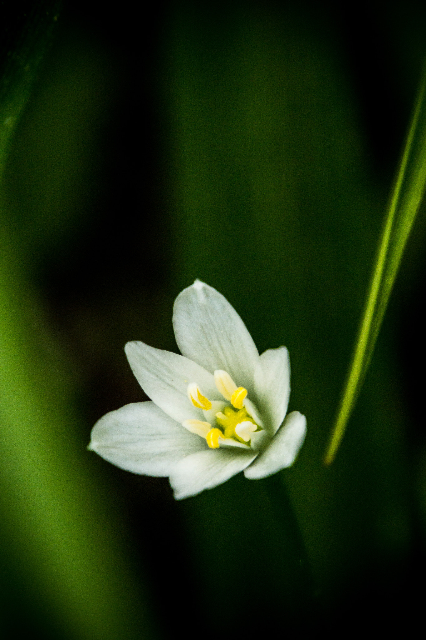 Nikon 1 J3 sample photo. Hidden 11.5.2018 photography