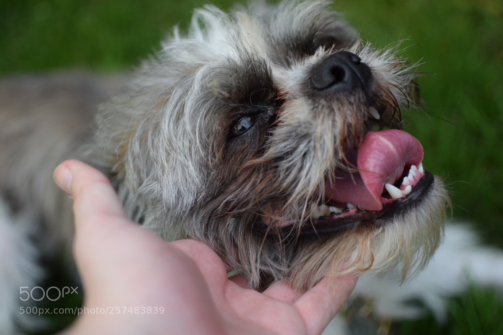 Nikon D3300 sample photo. Img photography