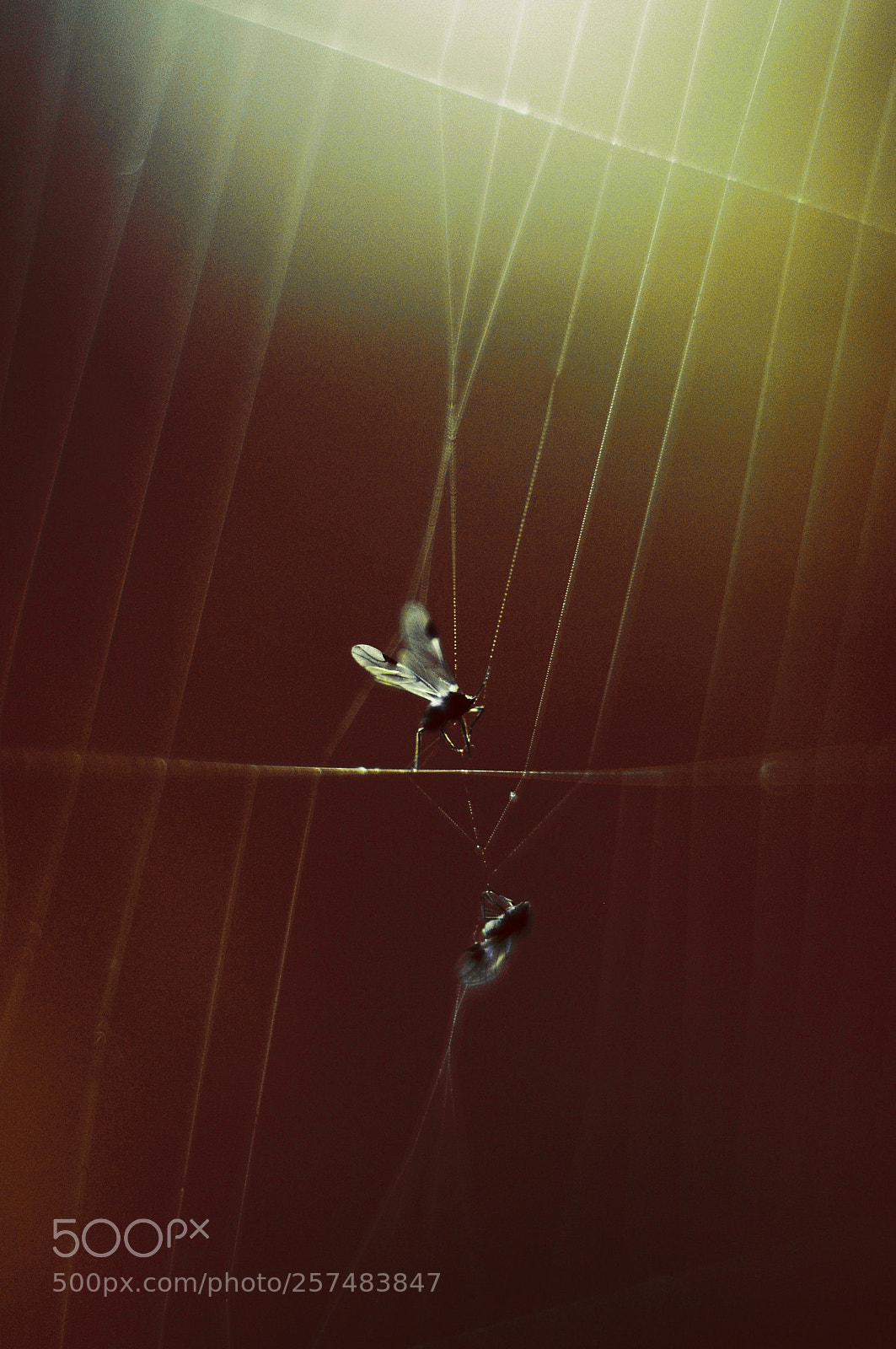 Nikon D300S sample photo. Untitled photography