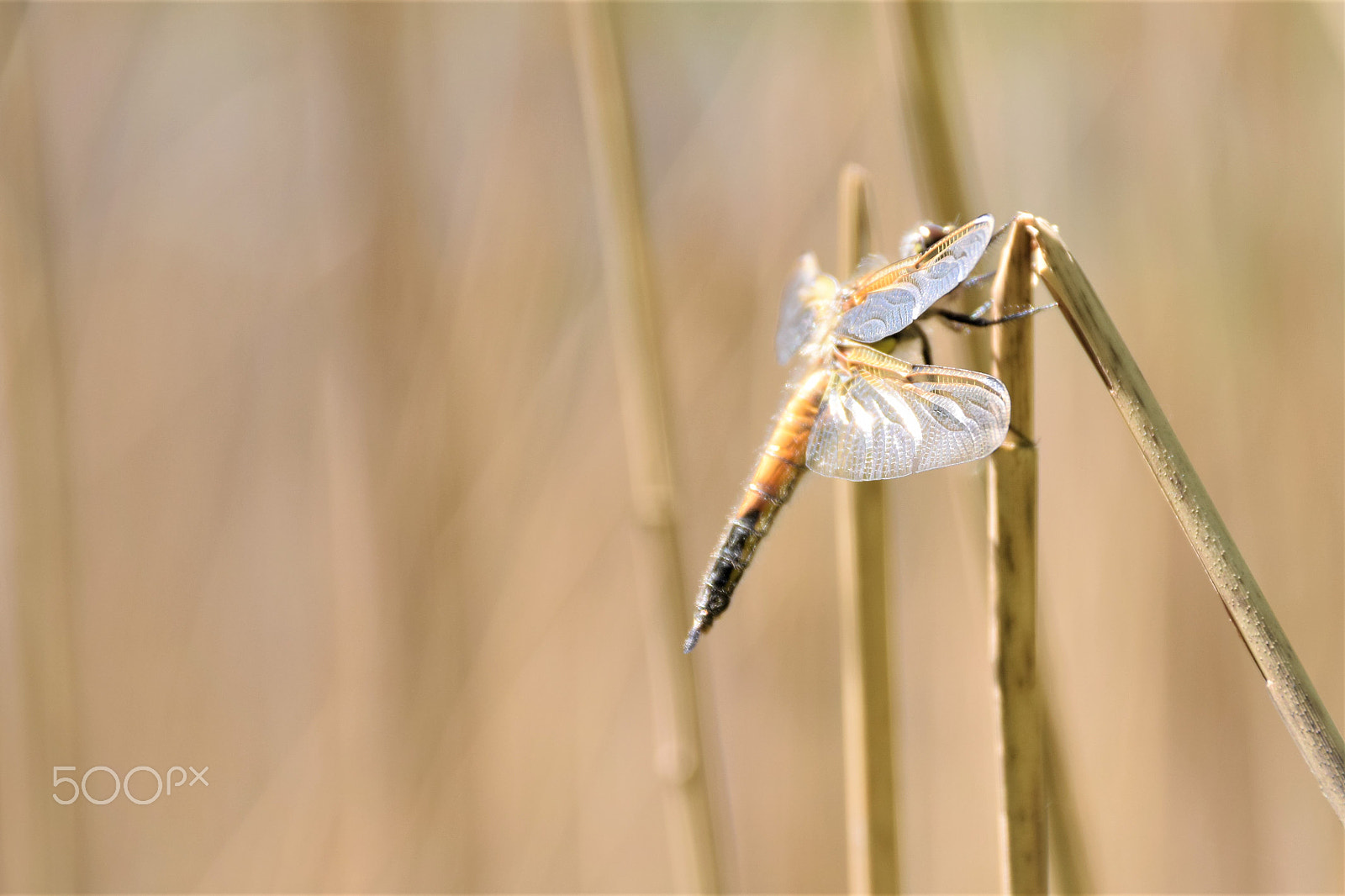 Sigma 18-250mm F3.5-6.3 DC Macro OS HSM sample photo. Dragonfly photography