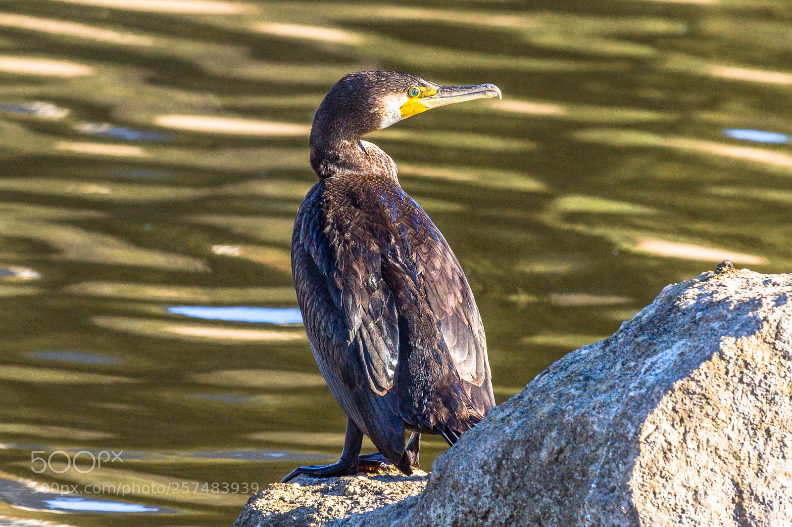 Canon EOS 60D sample photo. Great cormorant photography