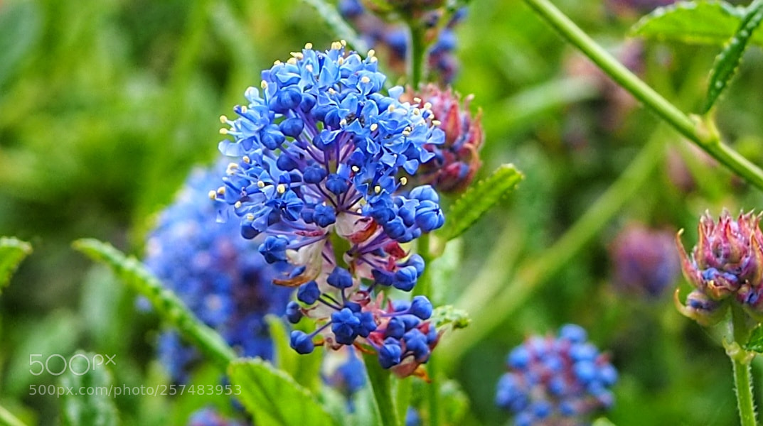 Olympus OM-D E-M10 III sample photo. Dainty gems photography