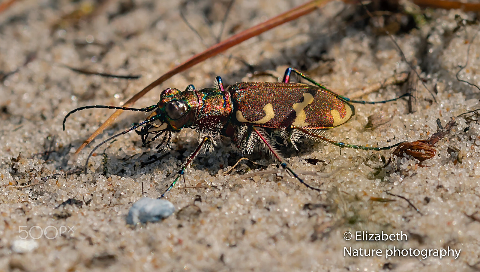 Nikon D500 + Sigma 105mm F2.8 EX DG OS HSM sample photo. Northern dune tiger beetle at our path photography