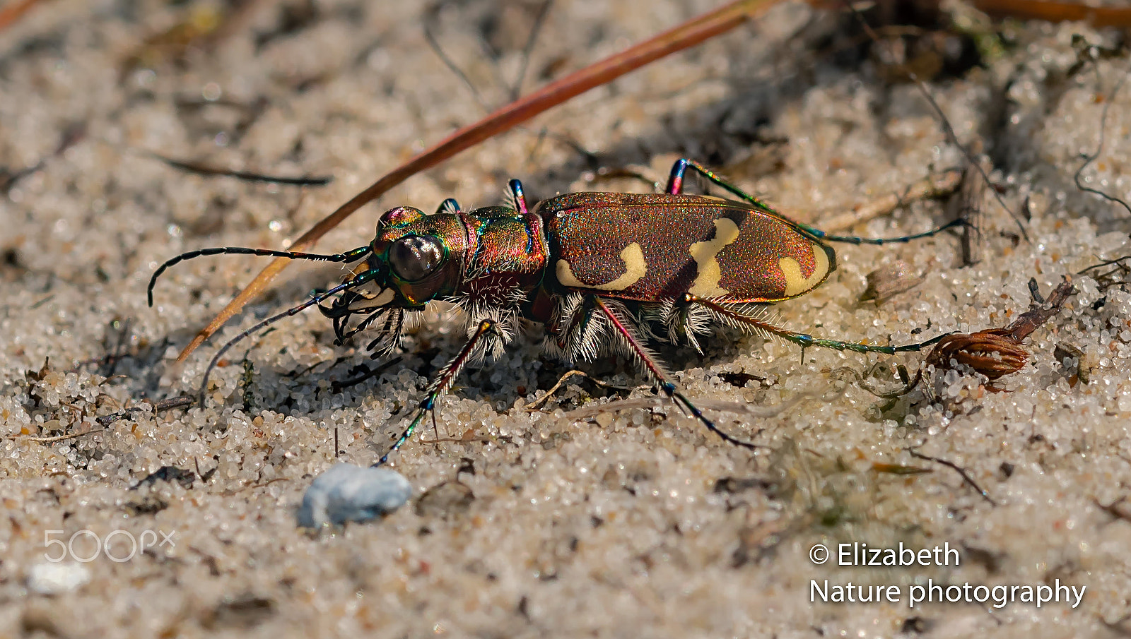 Sigma 105mm F2.8 EX DG OS HSM sample photo. Northern dune tiger beetle at our path photography