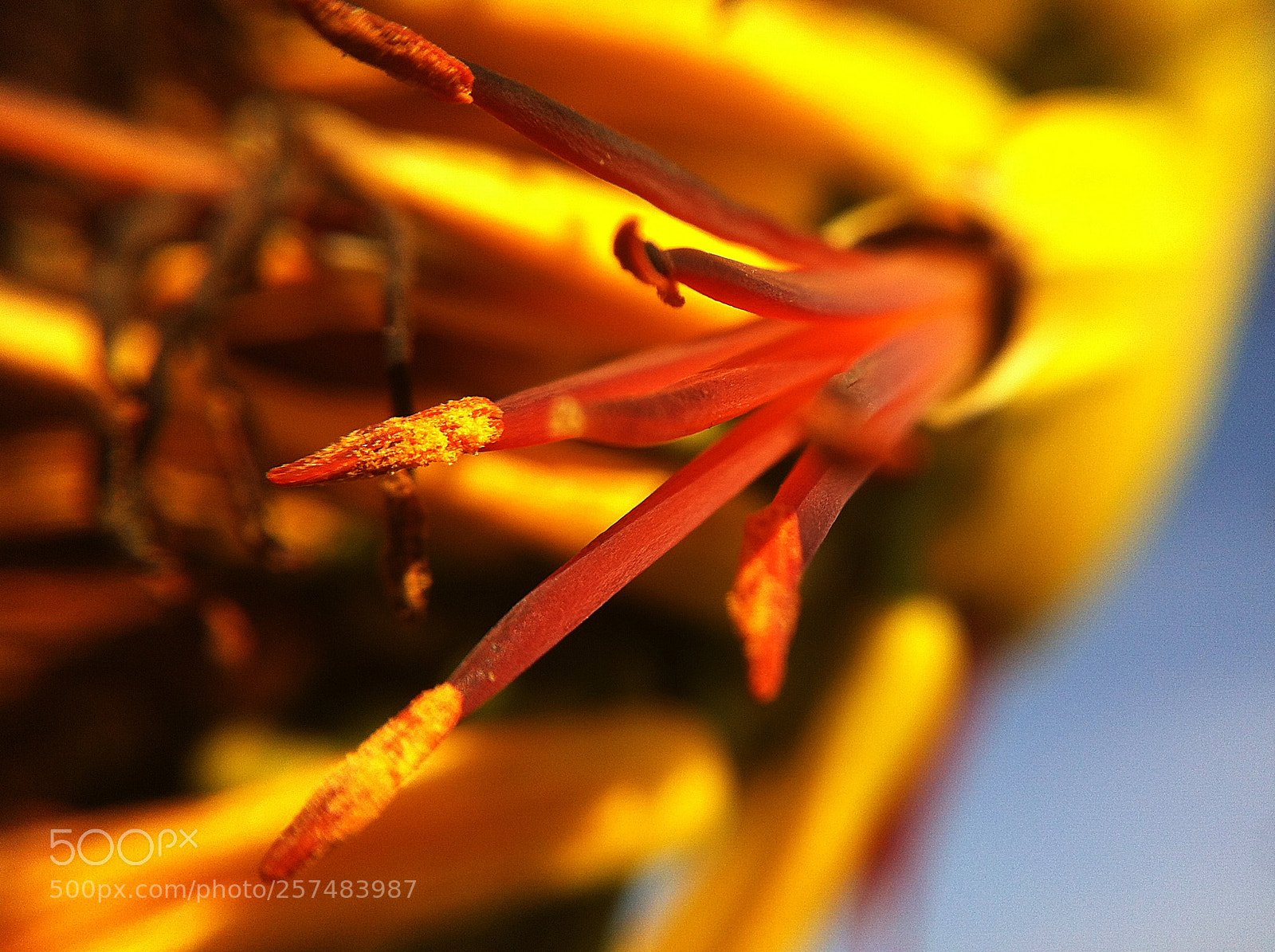 Apple iPhone 4 sample photo. Anther - filament flower photography
