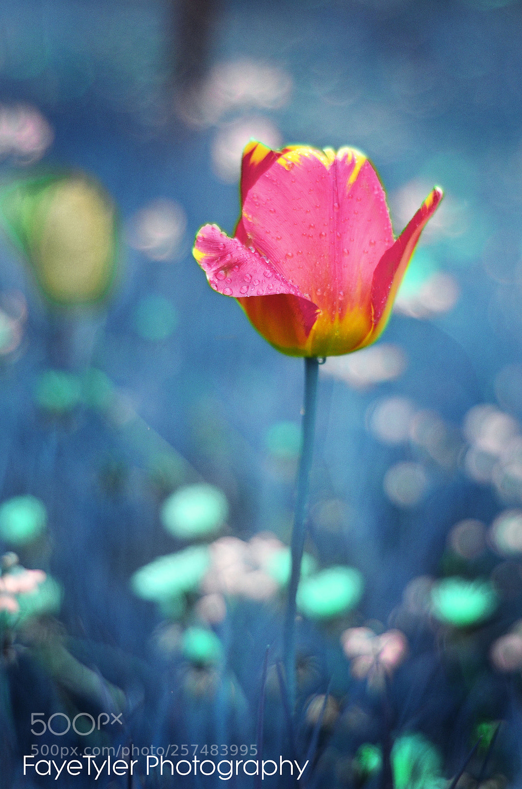 Nikon D5100 sample photo. Another land photography