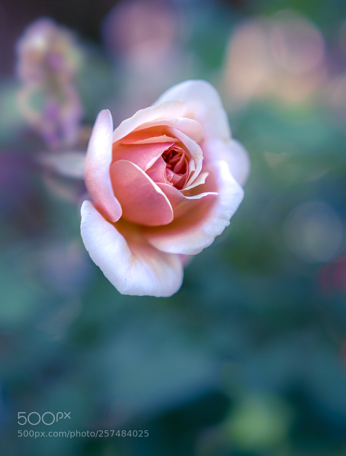 Sony a6300 sample photo. Soft photography