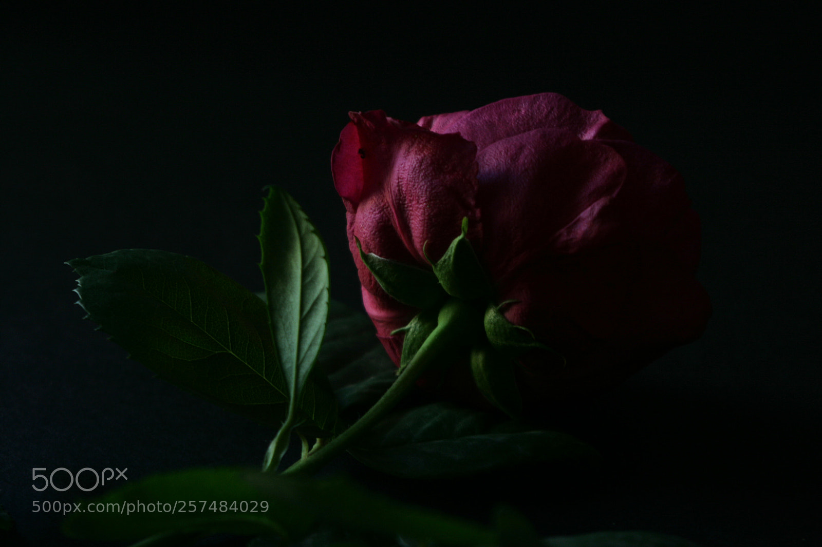 Canon EOS 400D (EOS Digital Rebel XTi / EOS Kiss Digital X) sample photo. Roses are red, here's photography