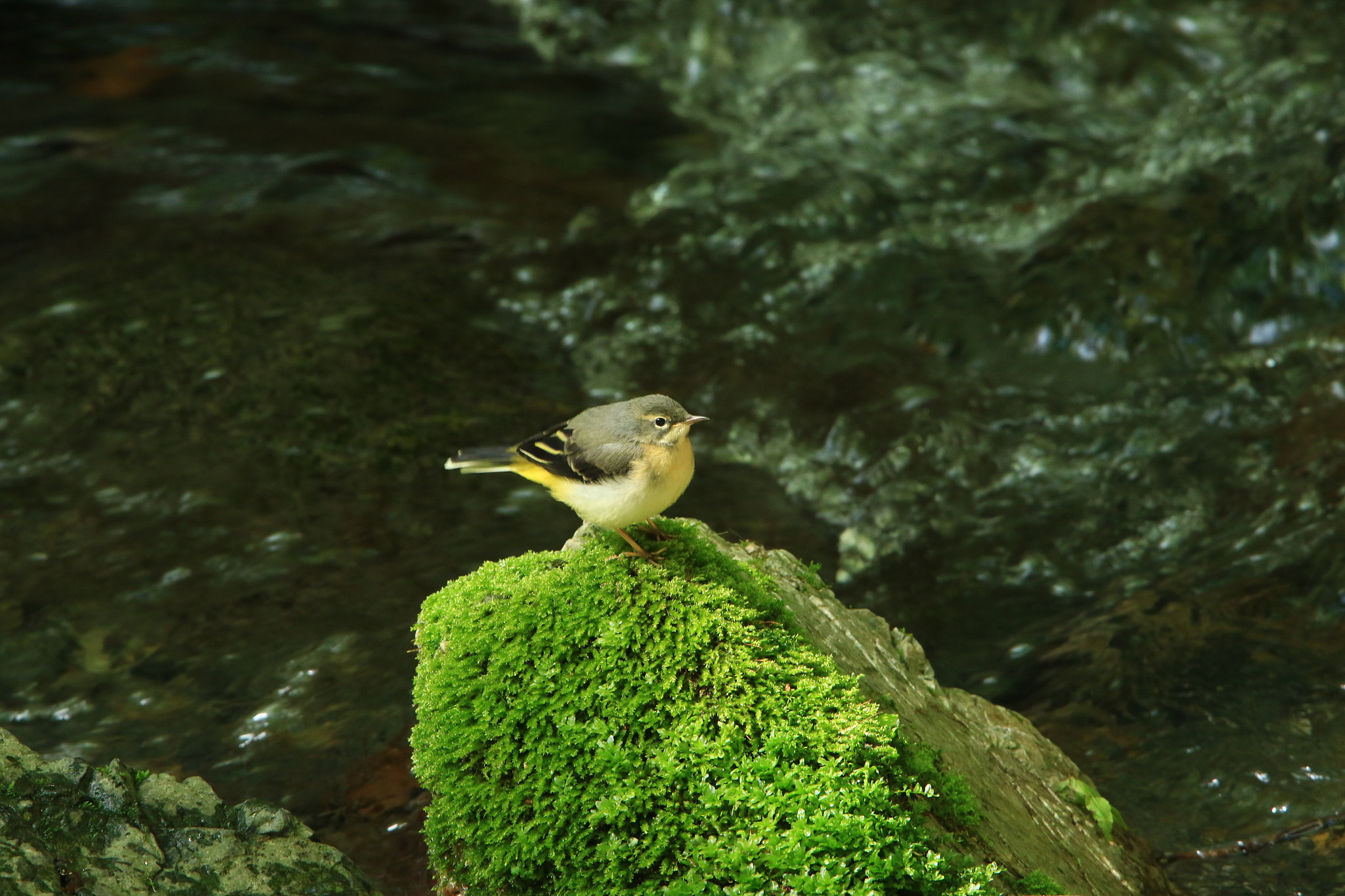 Canon EF 400mm F2.8L IS USM sample photo. Grey wagtail キセキレイ幼鳥 photography