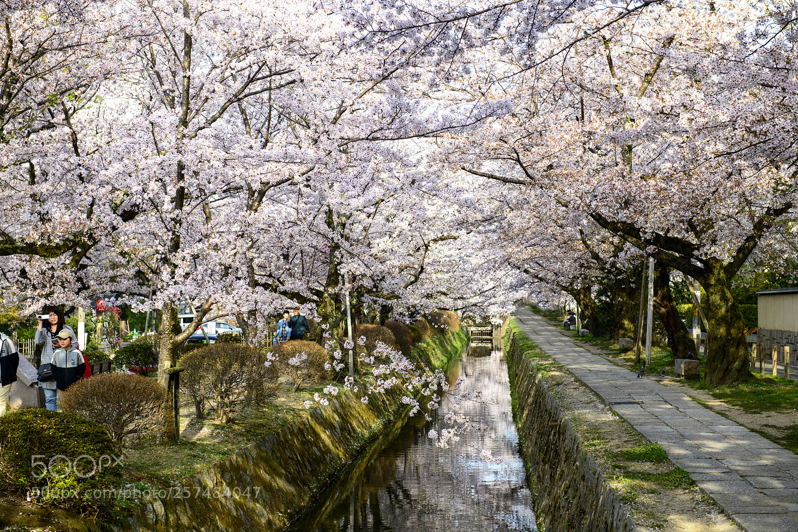 Nikon D850 sample photo. Philosopher's walk (哲学の道) photography