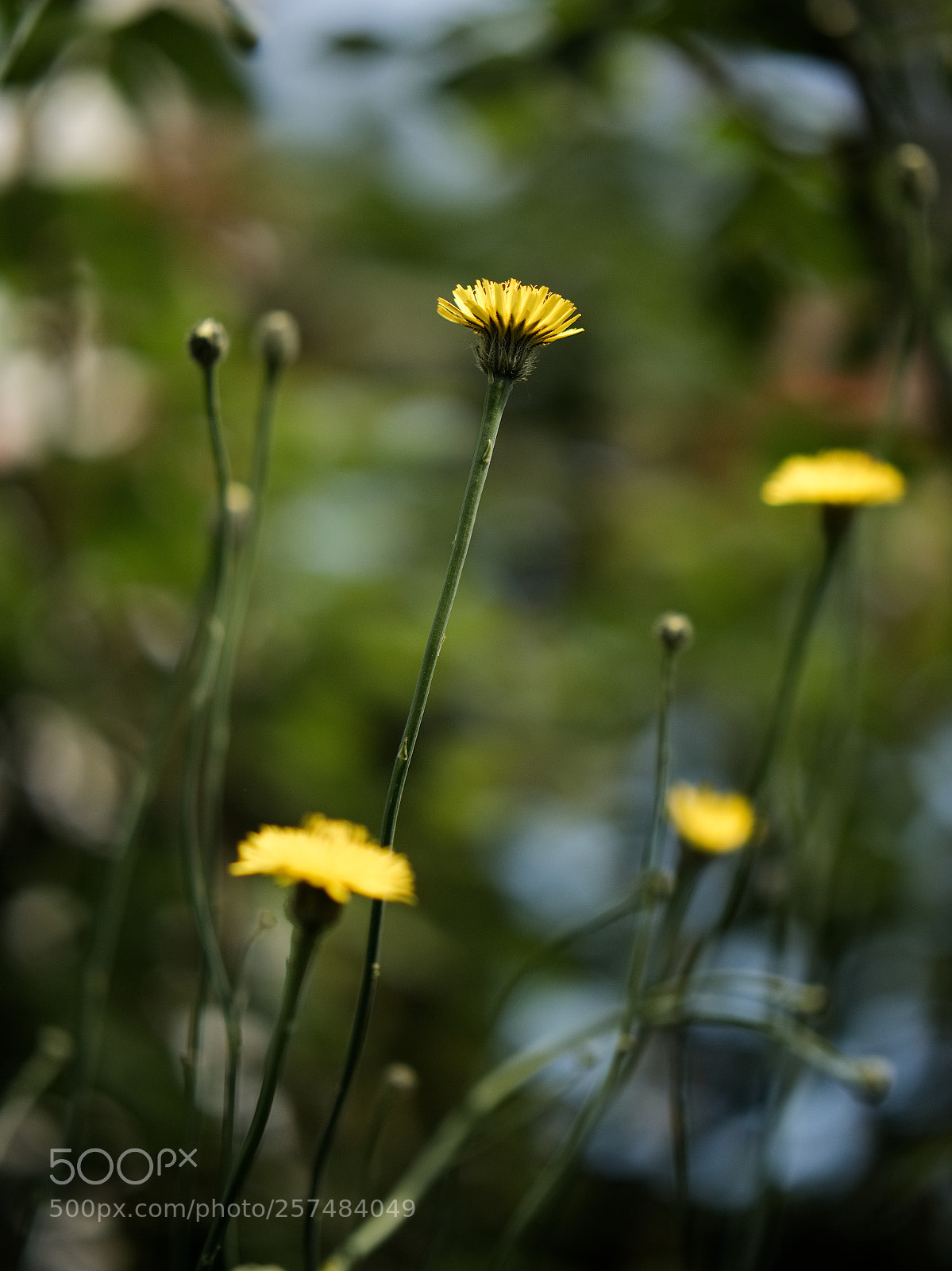 Panasonic Lumix DC-GH5 sample photo. Le printemps dans la photography