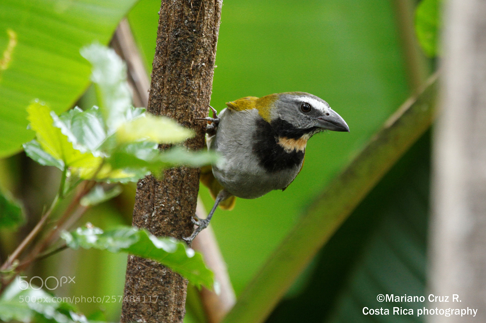 Canon EOS 7D sample photo. Buff-throated saltator photography