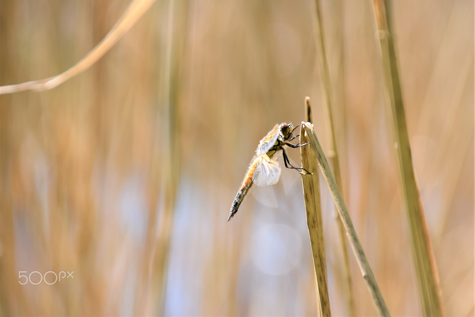Sigma 18-250mm F3.5-6.3 DC Macro OS HSM sample photo. Another drangonfly photography