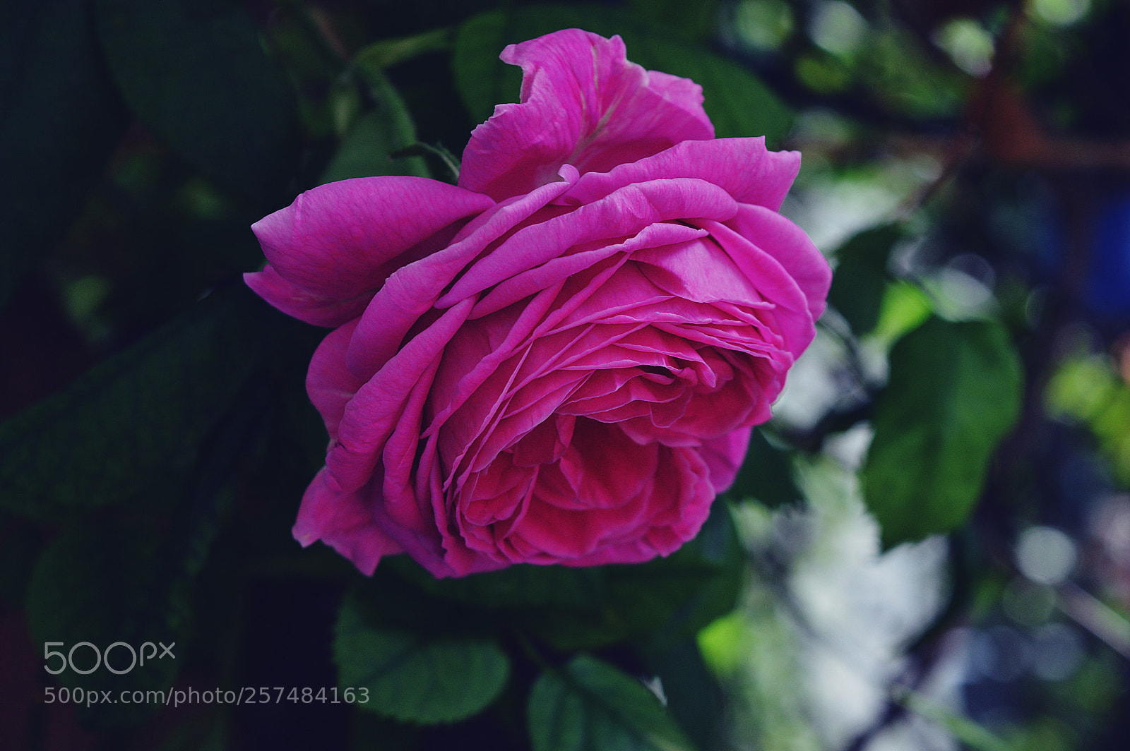 Nikon D3200 sample photo. Garden rose photography