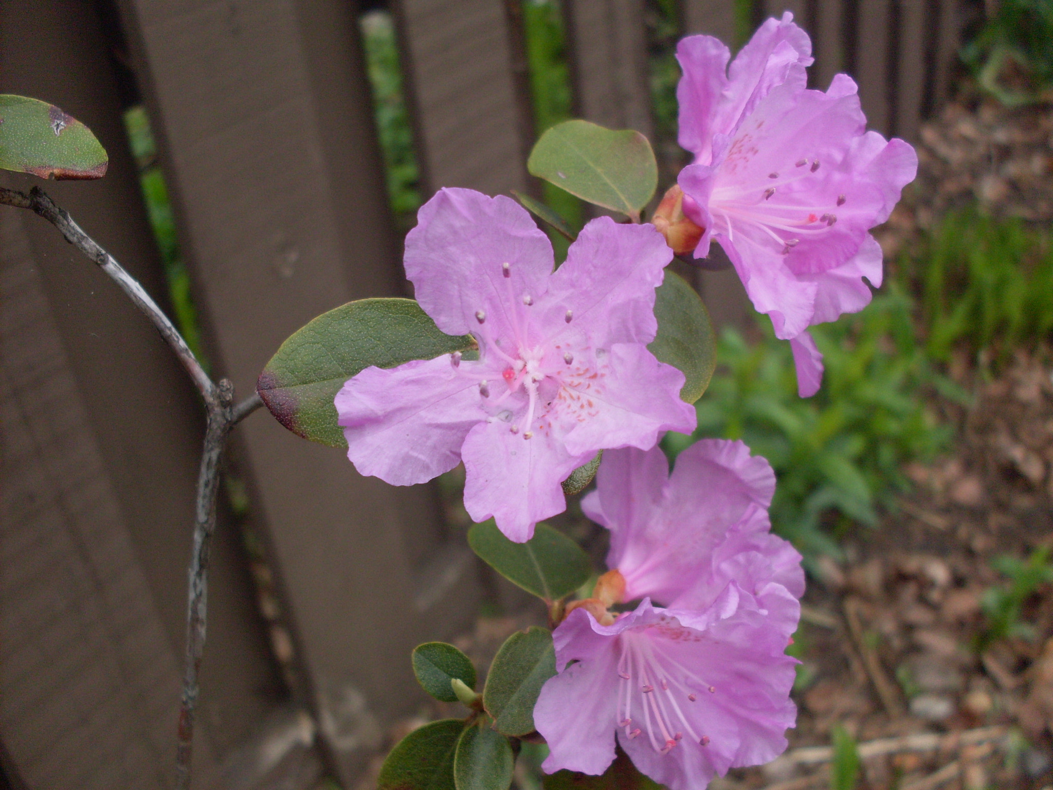 Samsung KENOX S860  / Samsung S860 sample photo. 'titi's garden photography