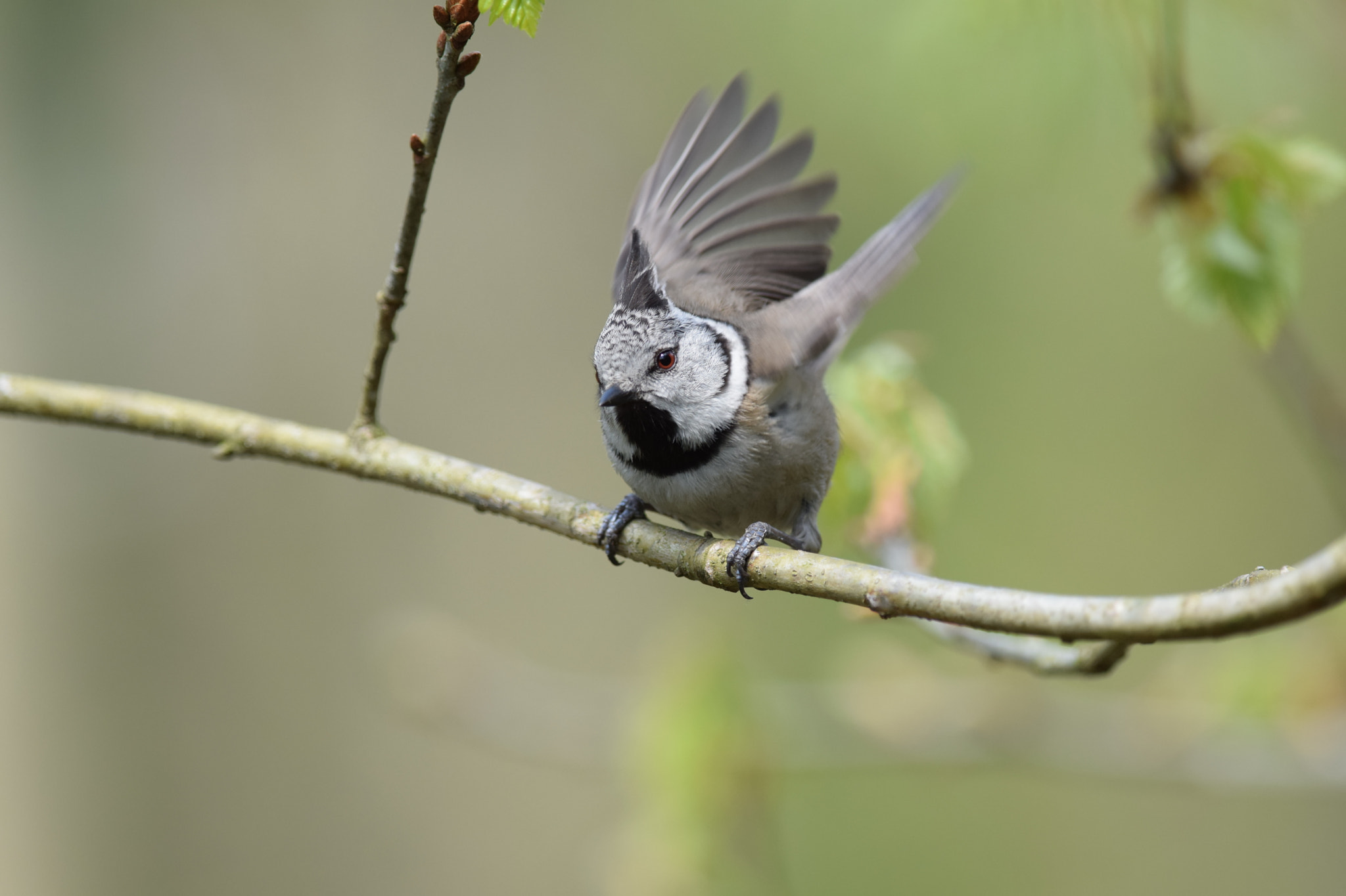 Nikon D5300 + Nikon AF-S Nikkor 300mm F4D ED-IF sample photo. European crested. (lophophanes cristatus) photography