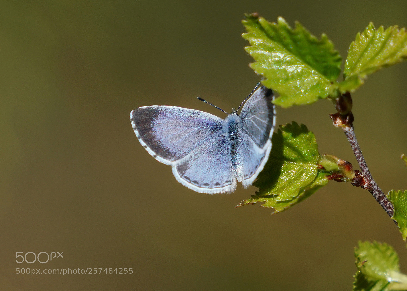 Sony a7R II sample photo. Holly blue photography