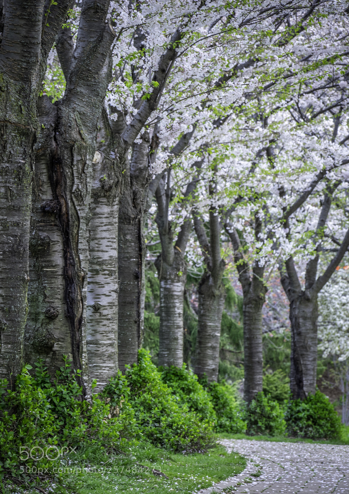 Olympus OM-D E-M1 sample photo. Cherry blossoms photography