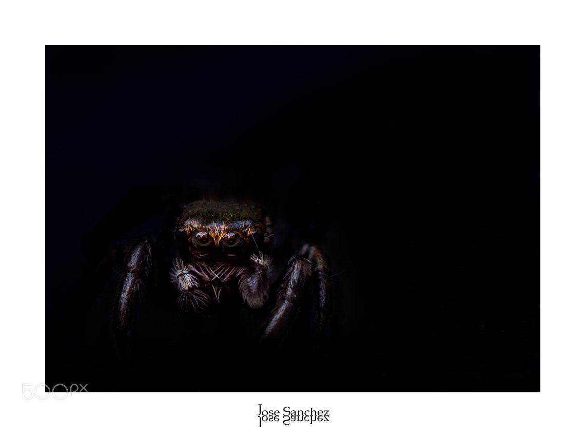 Olympus OM-D E-M10 II sample photo. Spider jump photography