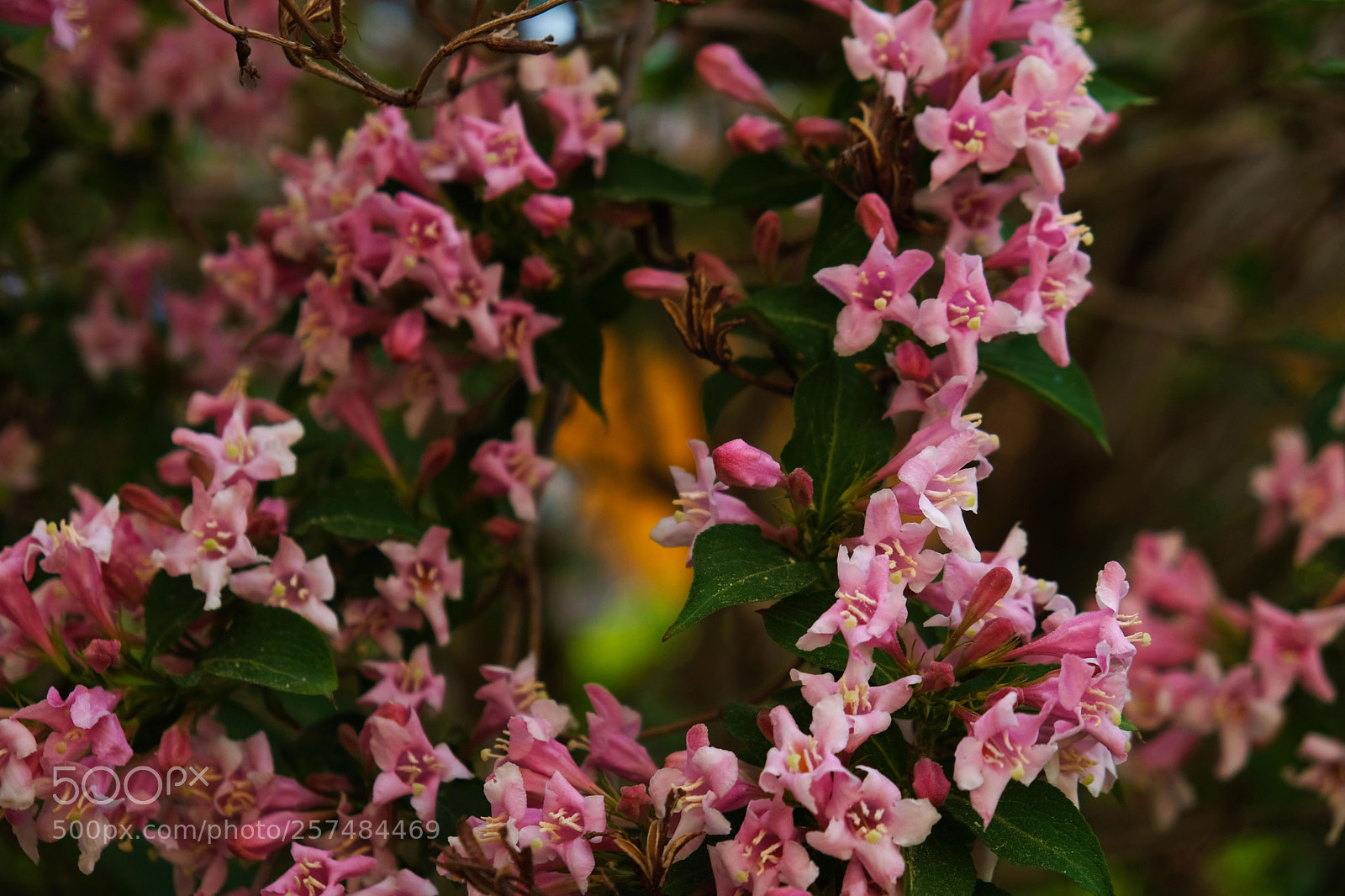 Fujifilm X-T20 sample photo. A midsummer night's dream photography
