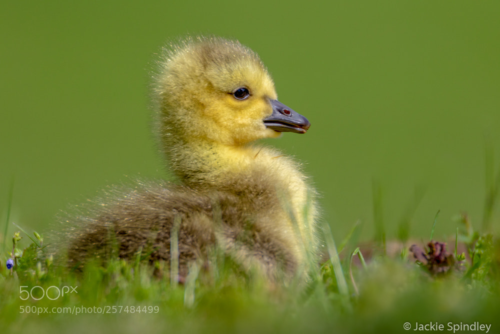 Canon EOS 7D Mark II sample photo. Gosling resting photography
