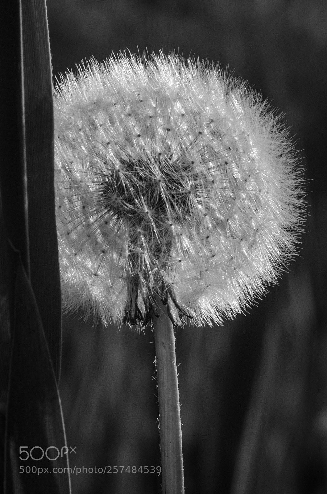 Nikon D5100 sample photo. Nikon d photography