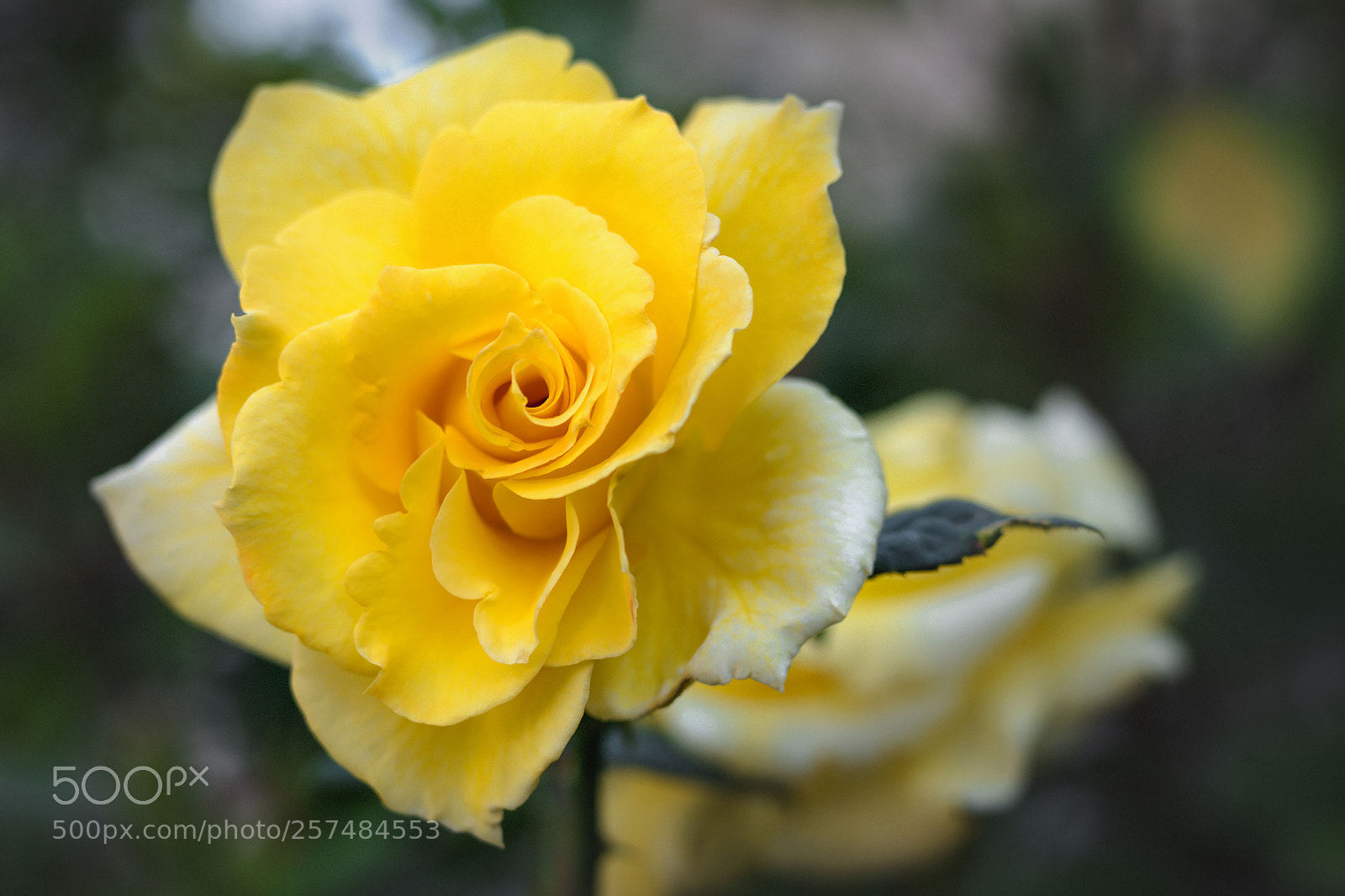 Sony a7R III sample photo. Yellow roses photography