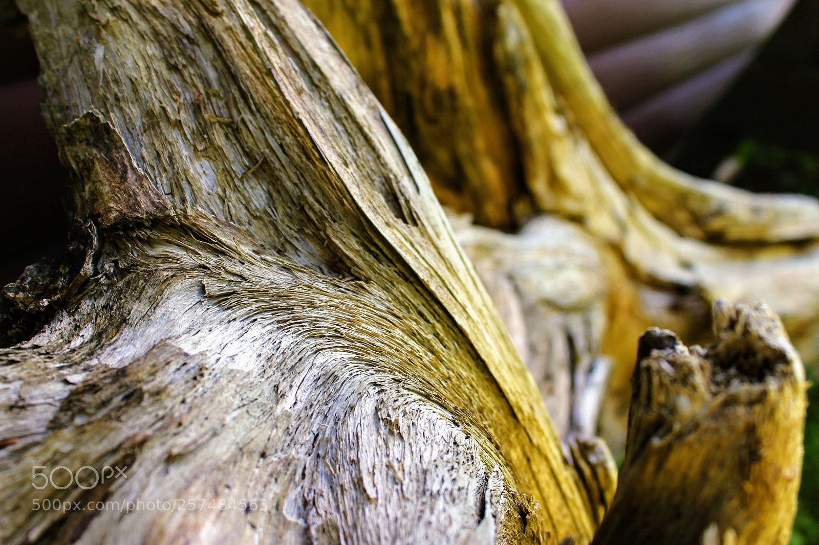 Canon EOS 1100D (EOS Rebel T3 / EOS Kiss X50) sample photo. Up close and personal photography