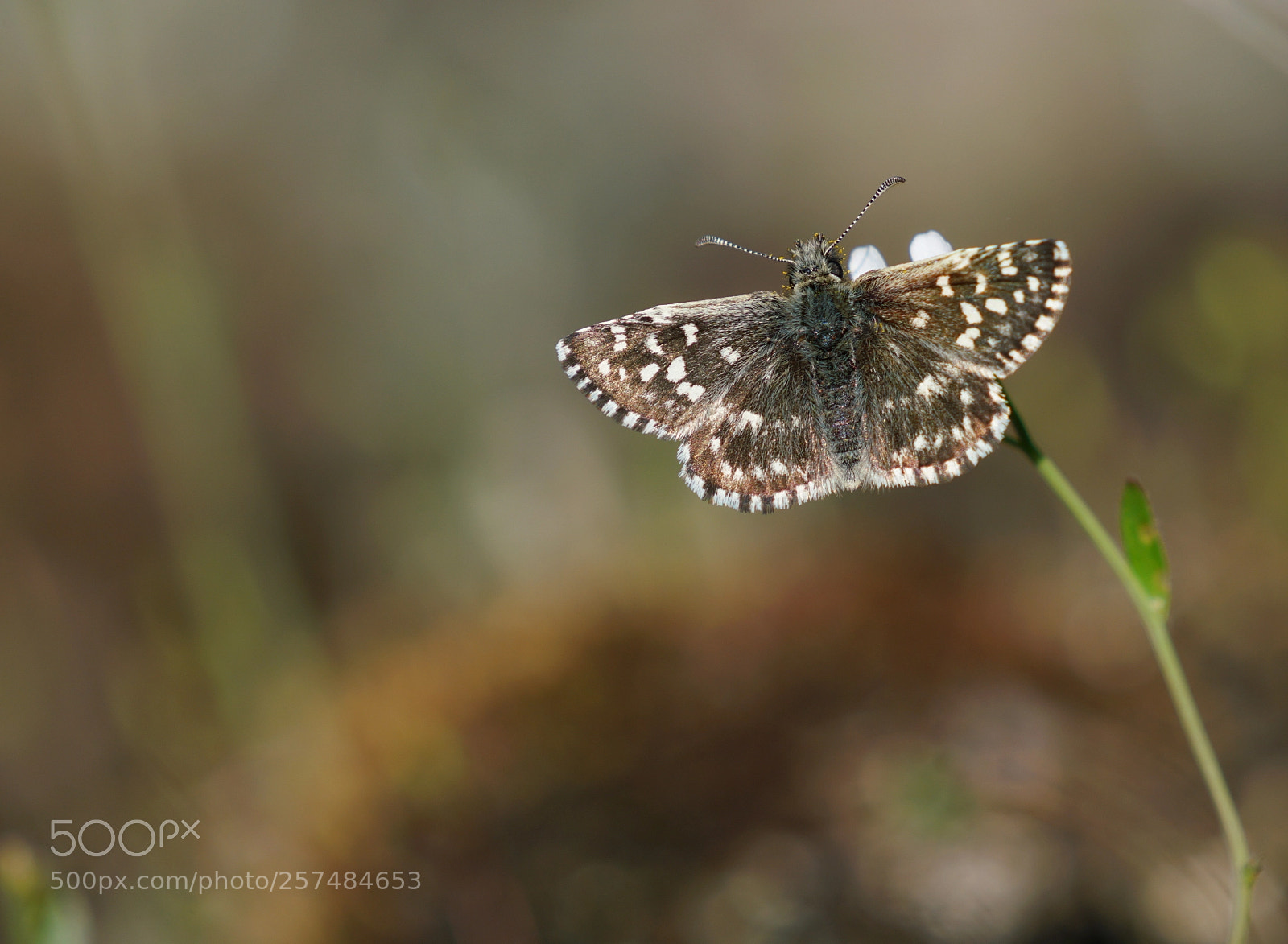 Sony a7R II sample photo. Grizzled skipper photography
