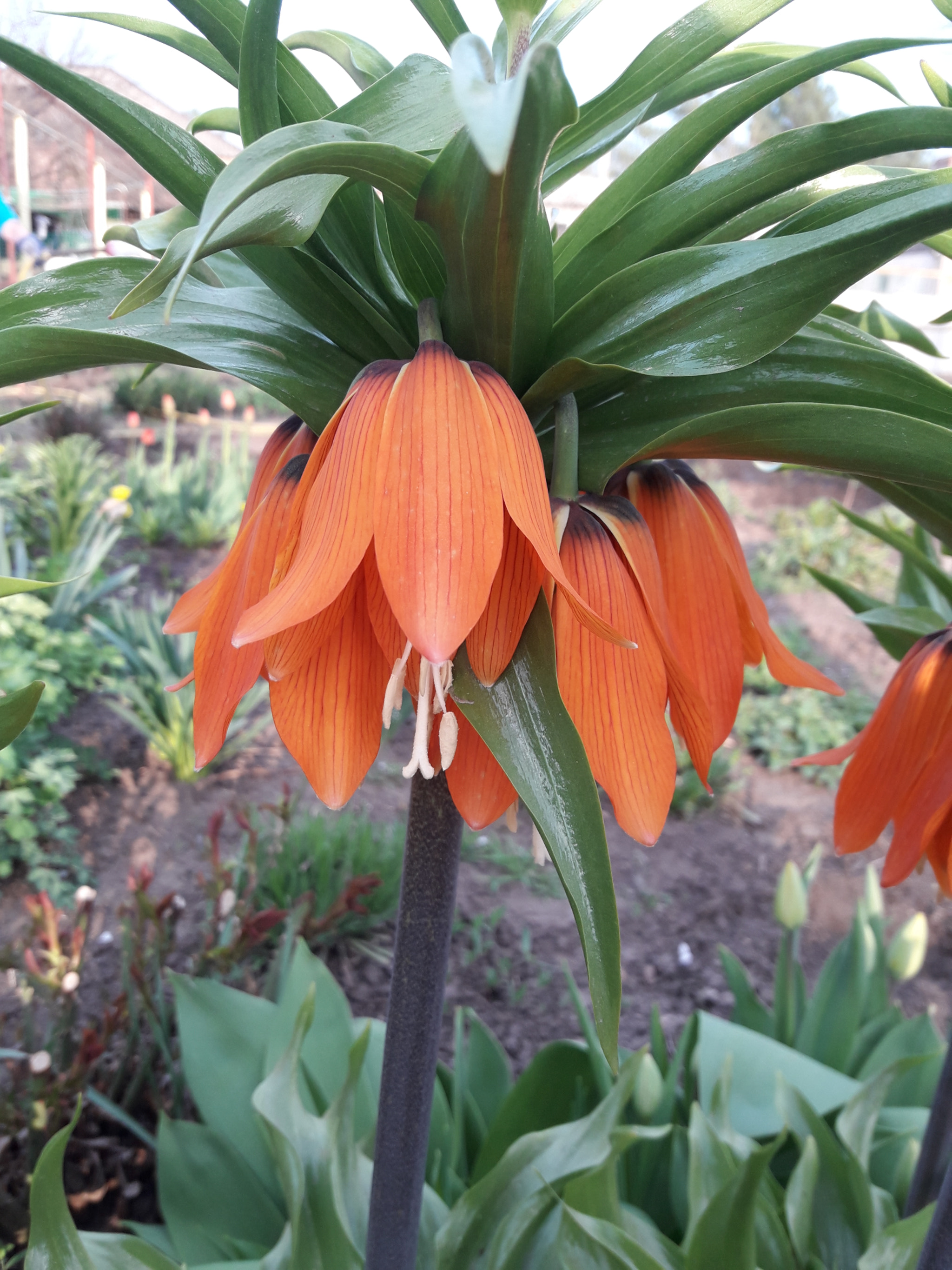 Samsung Galaxy J7 Neo sample photo. 20180421_174933.jpg photography