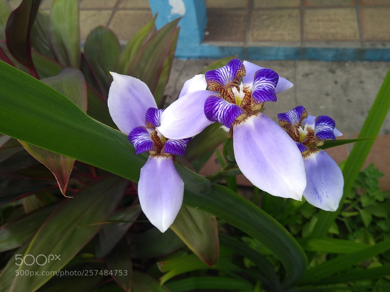 Motorola Moto G (5S) Plus sample photo. Untitled photography