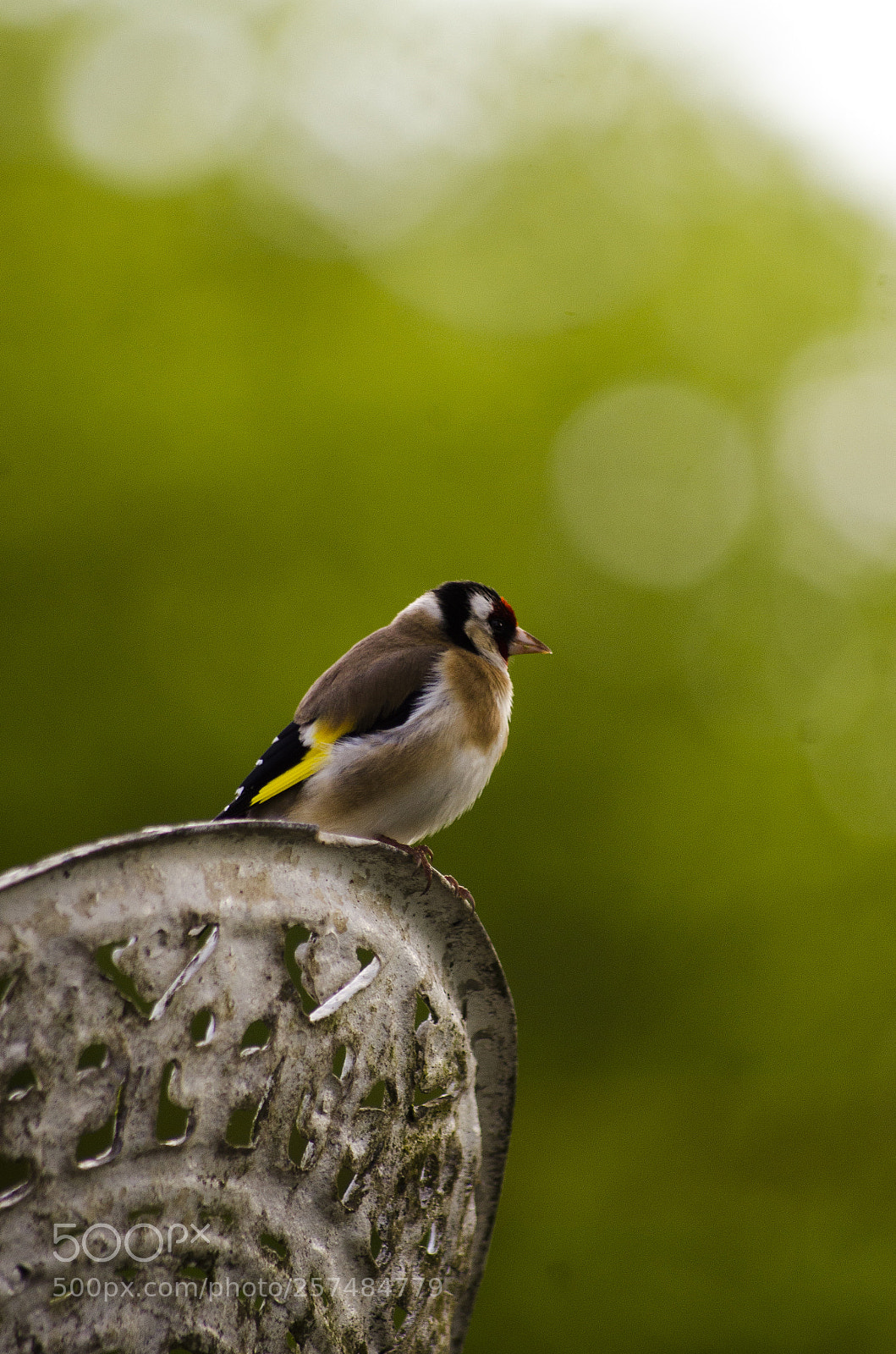 Nikon D7000 sample photo. Goldfinch photography
