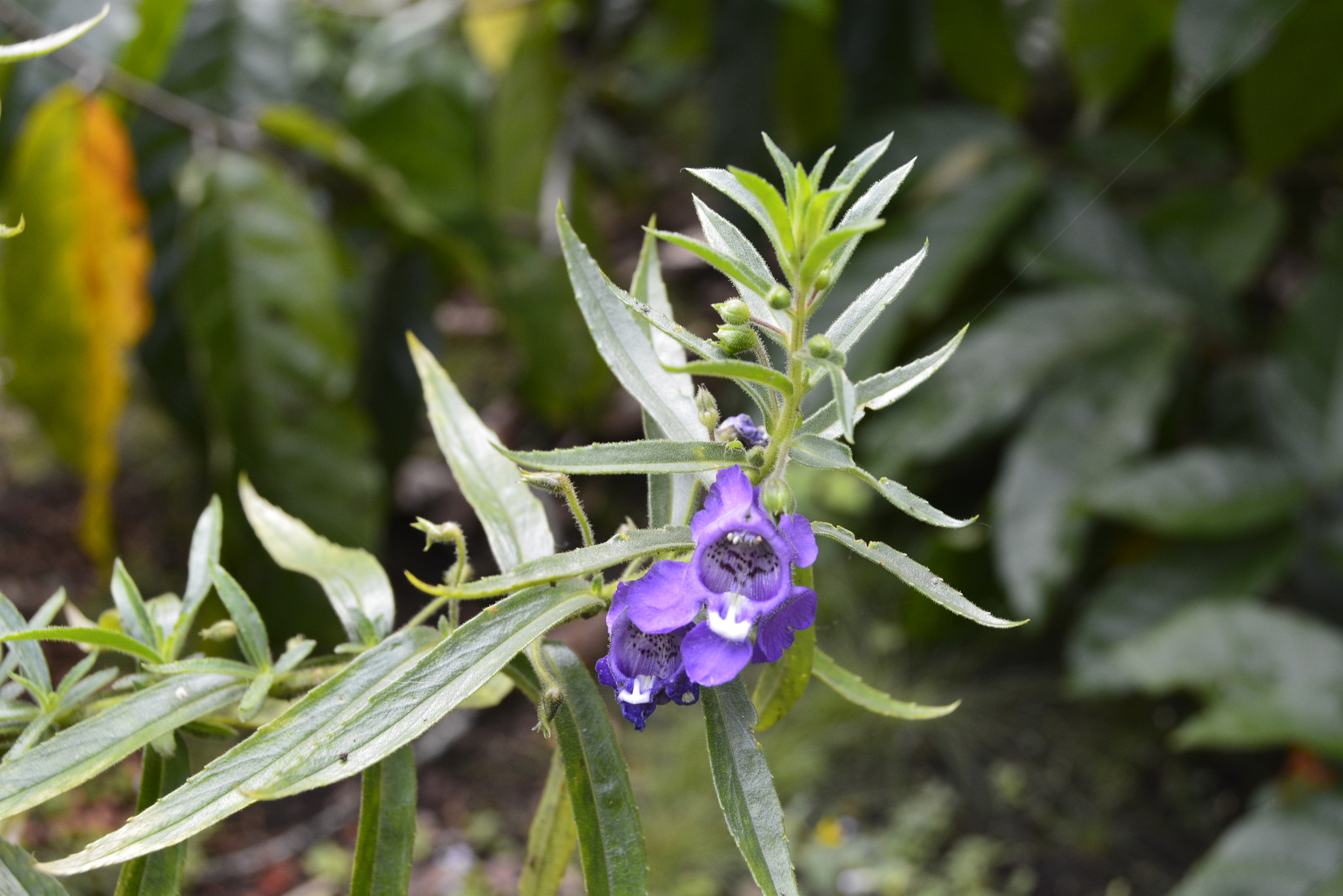 Nikon D5200 sample photo