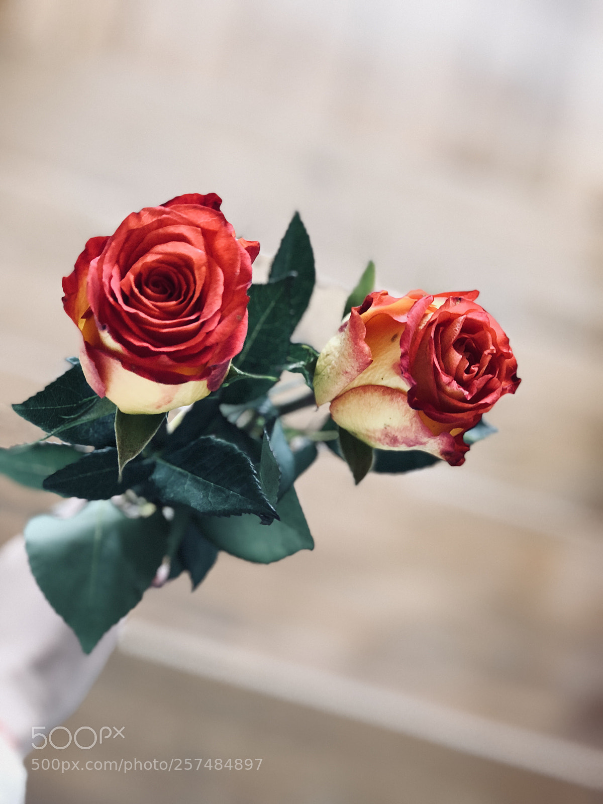 Apple iPhone 8 Plus sample photo. Roses are red? photography