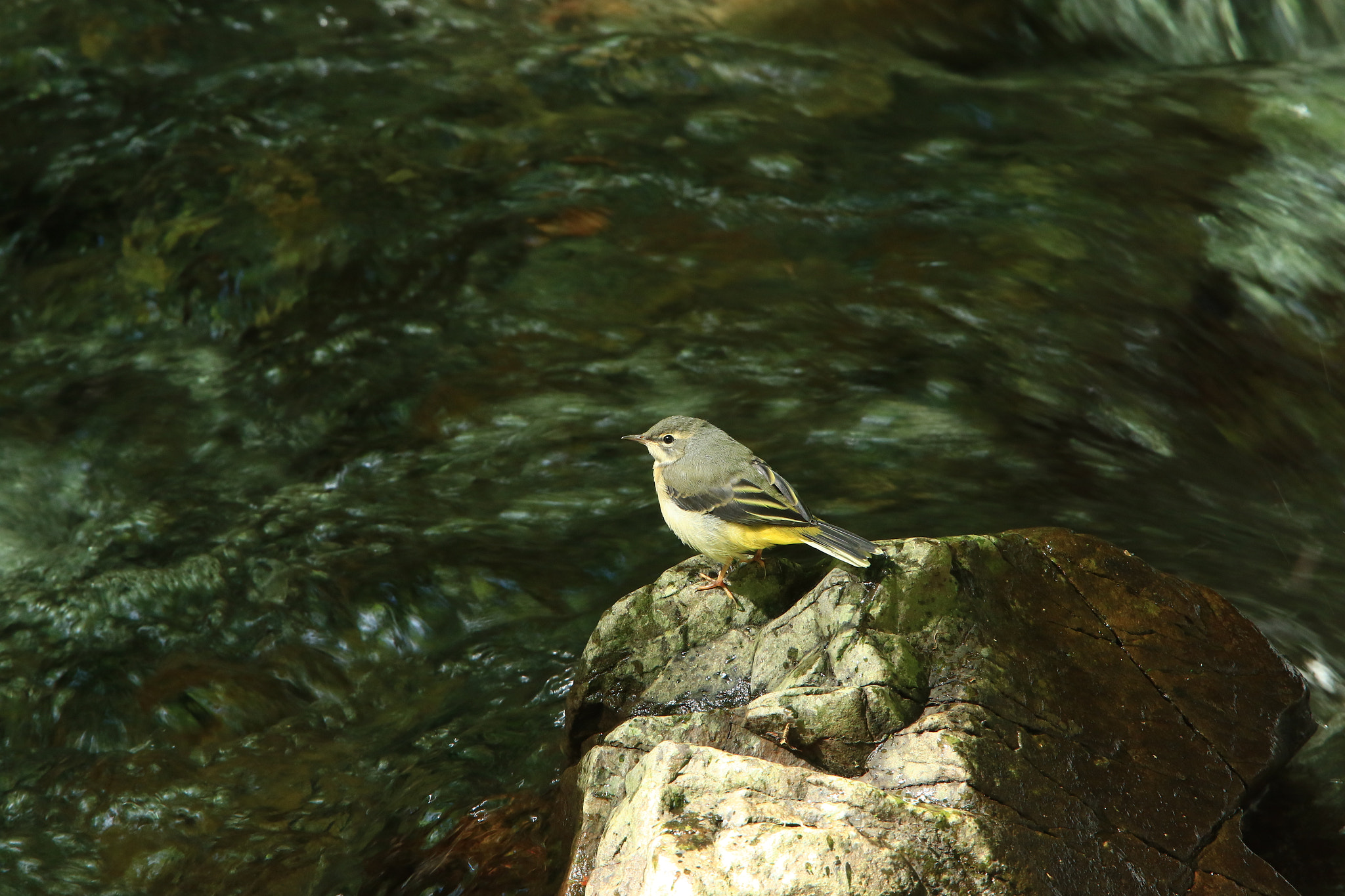 Canon EF 400mm F2.8L IS USM sample photo. ひなたぼっこ grey wagtail photography