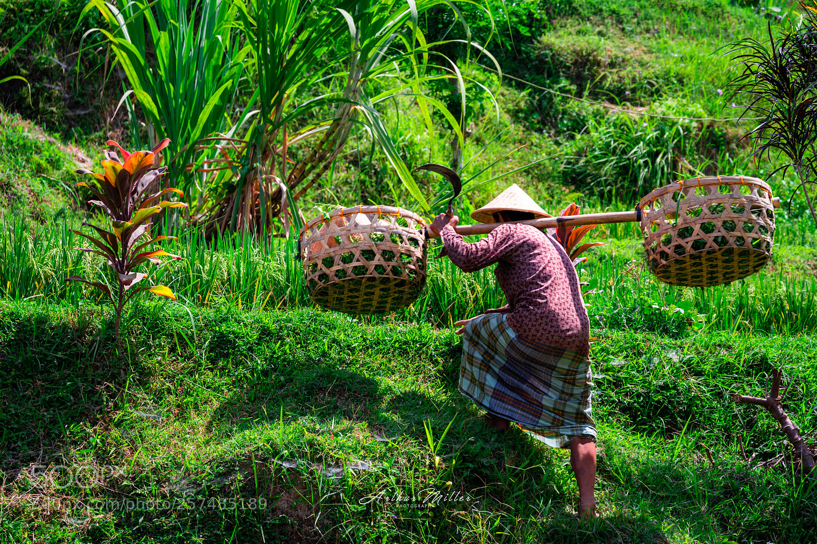 Nikon D850 sample photo. Rice terrace  photography