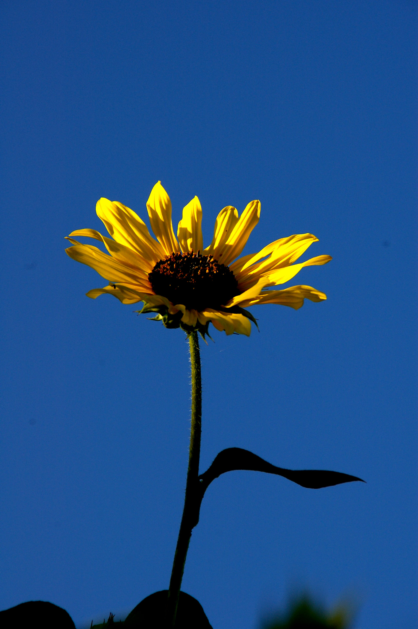 Pentax K110D sample photo. Flower photography