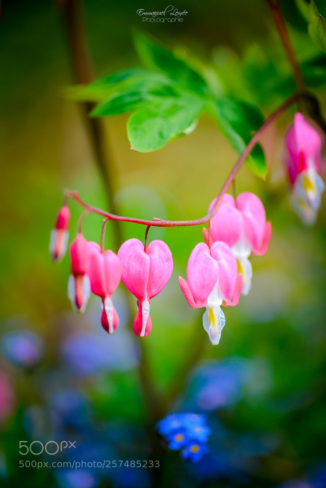 Nikon D800 sample photo. Dicentra spectabilis photography
