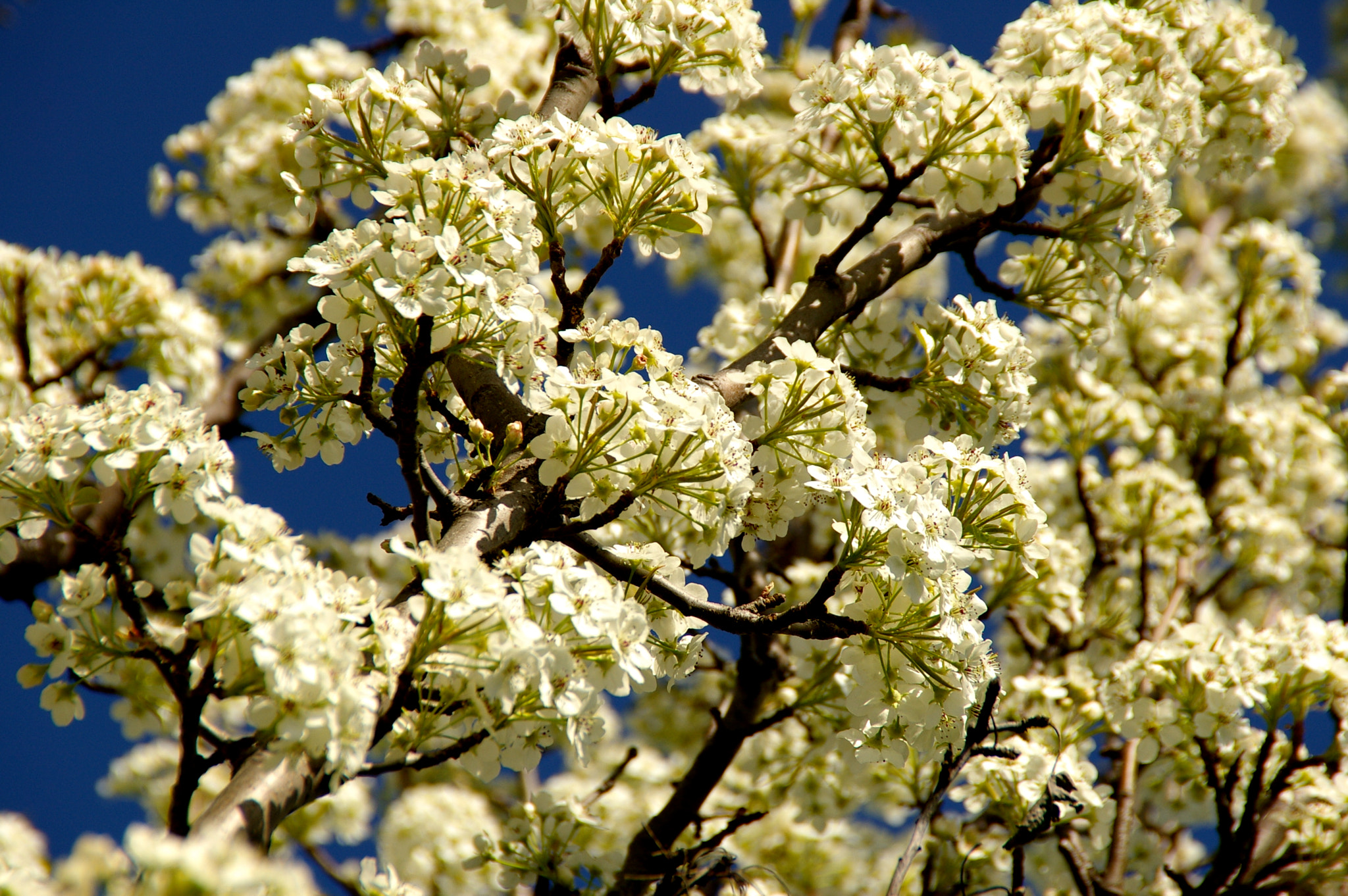 Pentax K110D sample photo. Tree photography