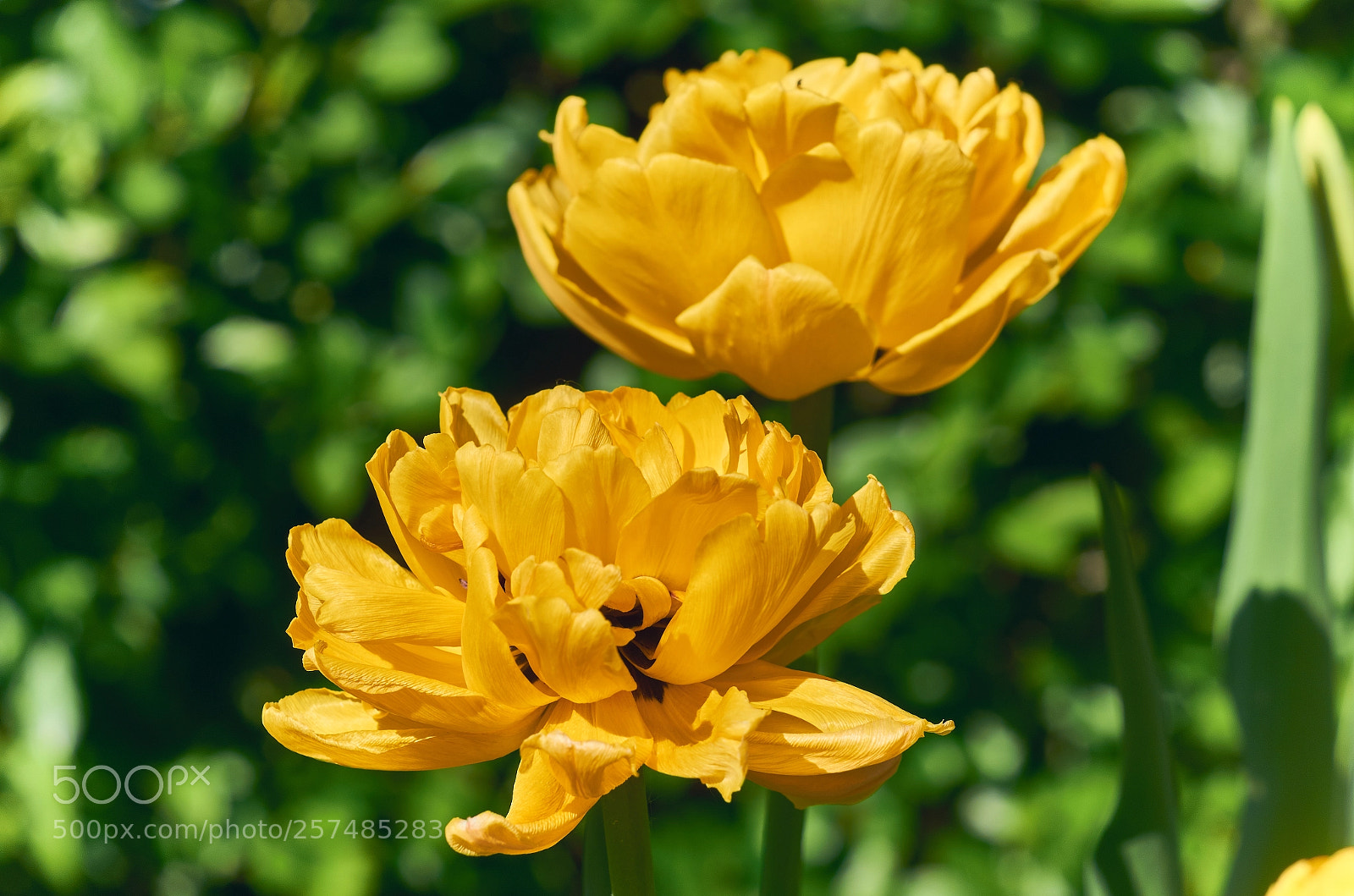 Nikon D7000 sample photo. Yellow petals photography