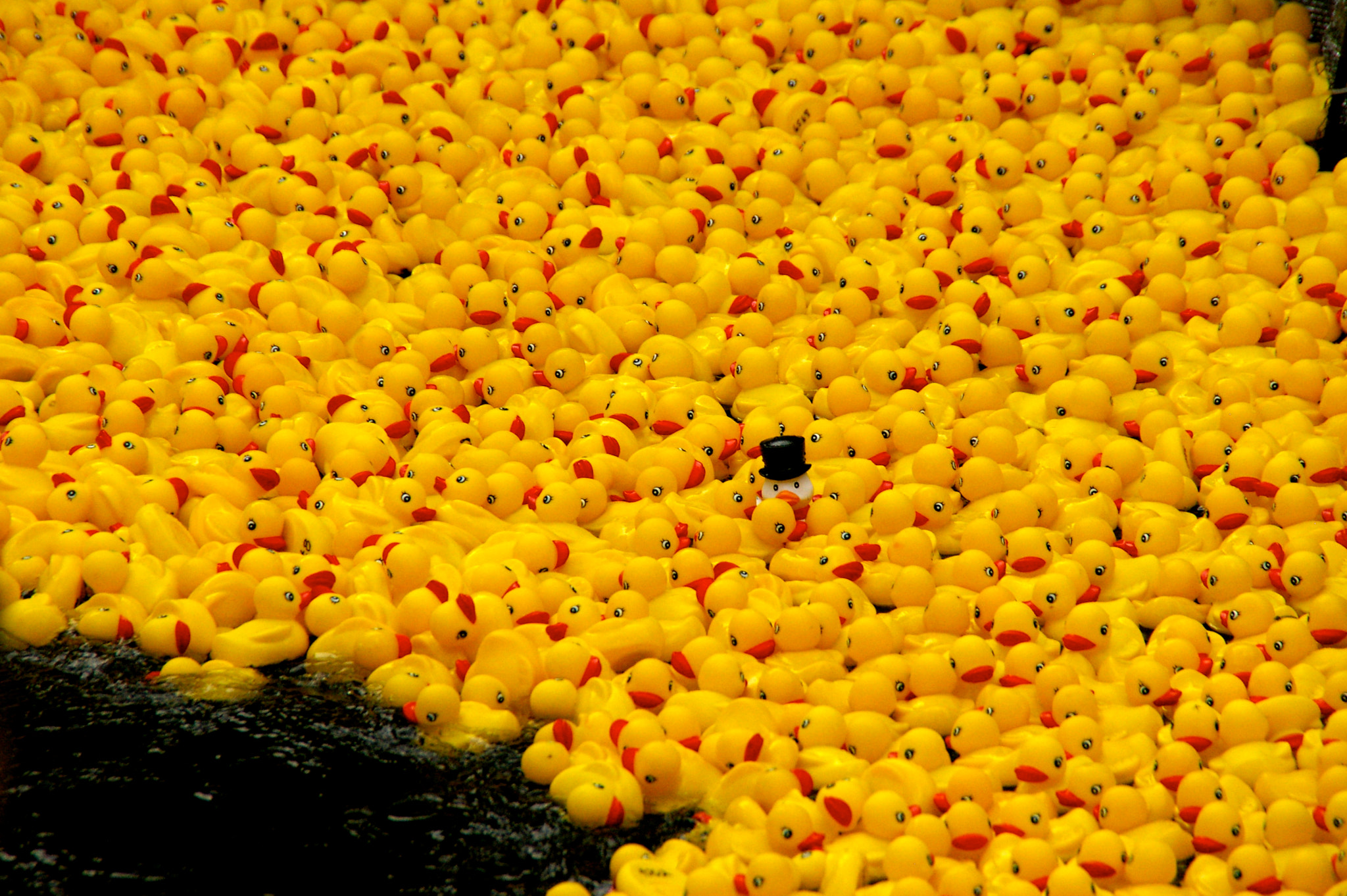 Pentax K110D sample photo. Ducks photography