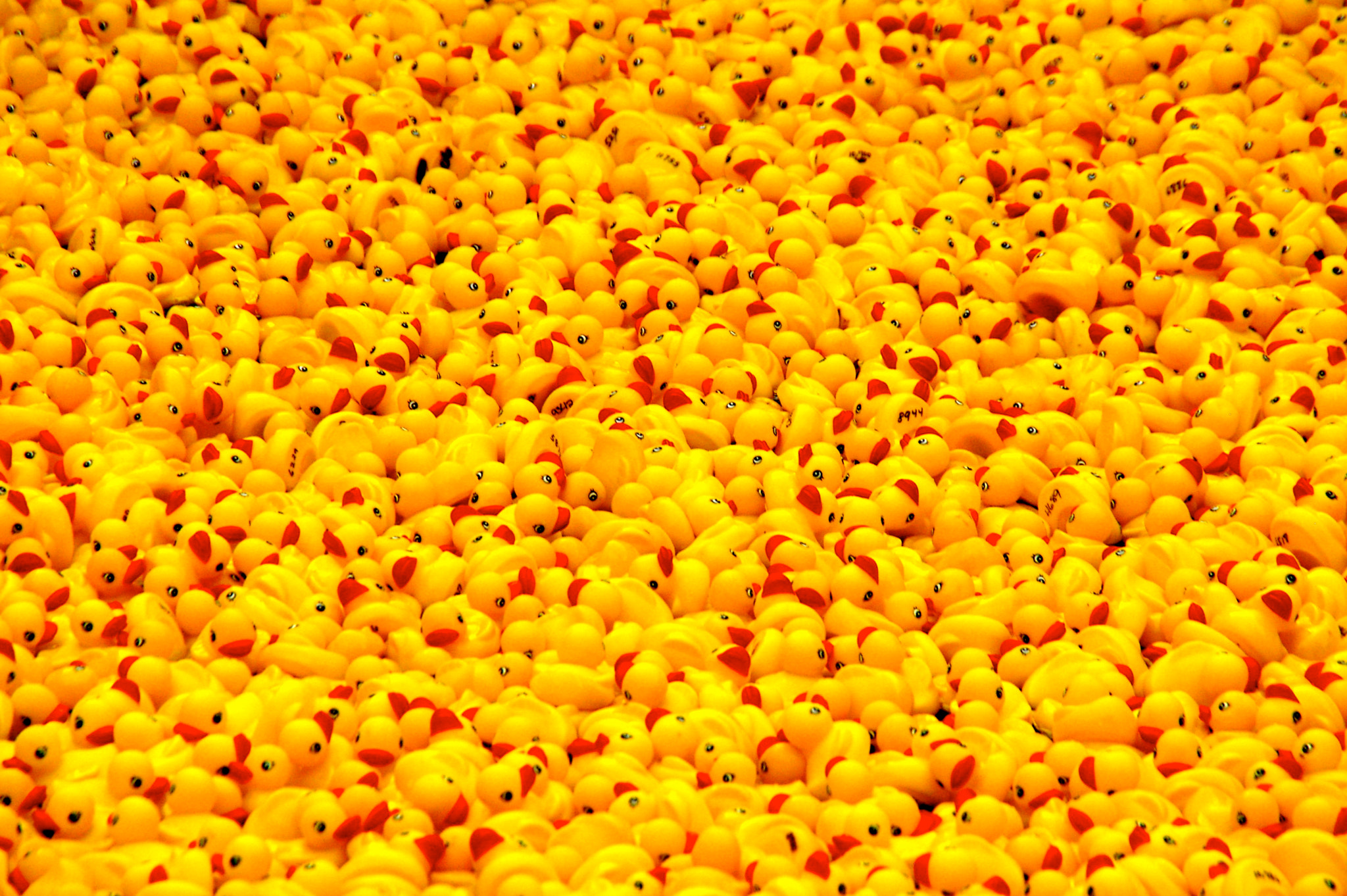 Pentax K110D sample photo. Ducks photography
