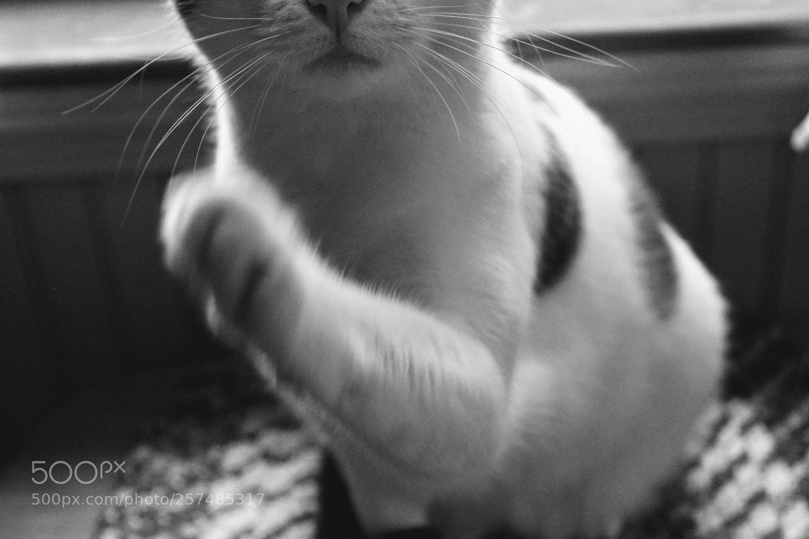 Canon EOS 1100D (EOS Rebel T3 / EOS Kiss X50) sample photo. Meow five photography