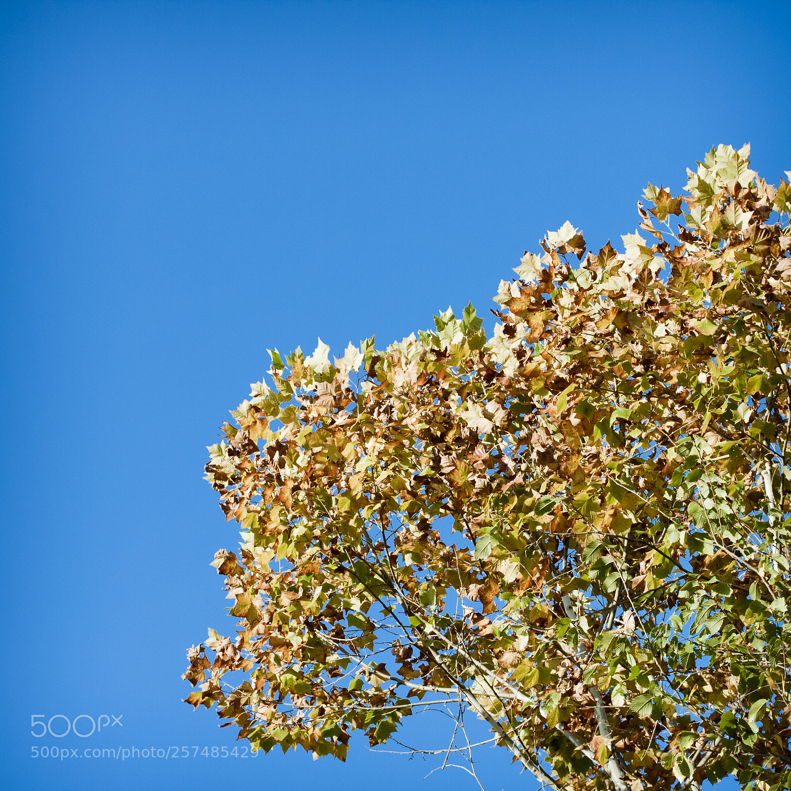 Canon EOS 40D sample photo. Fall tree photography